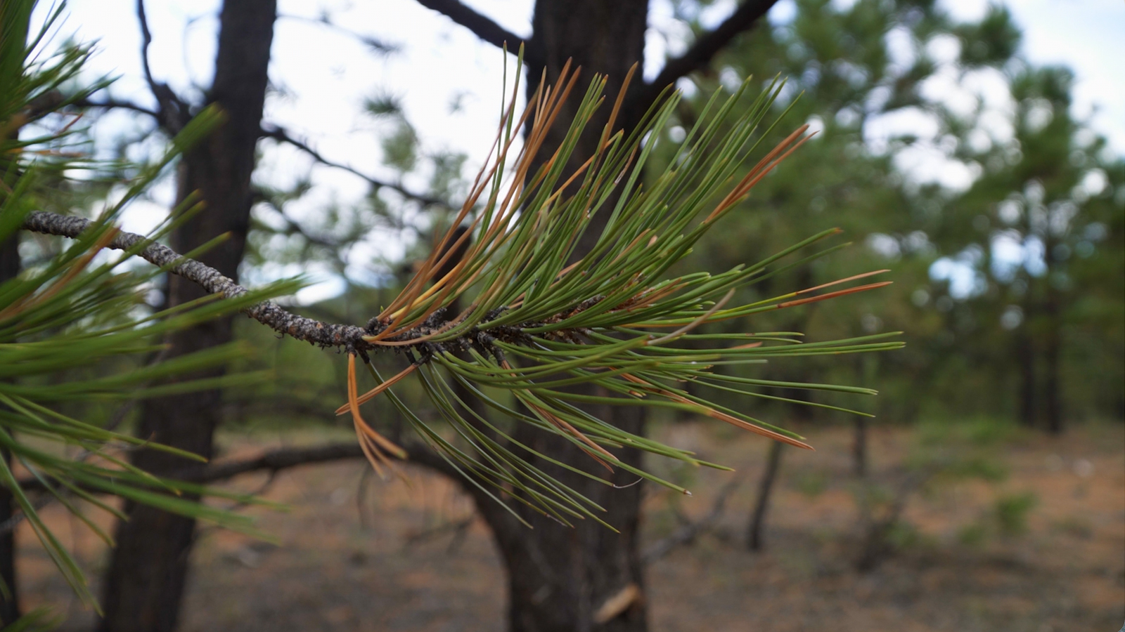 Pine needles in the barrens