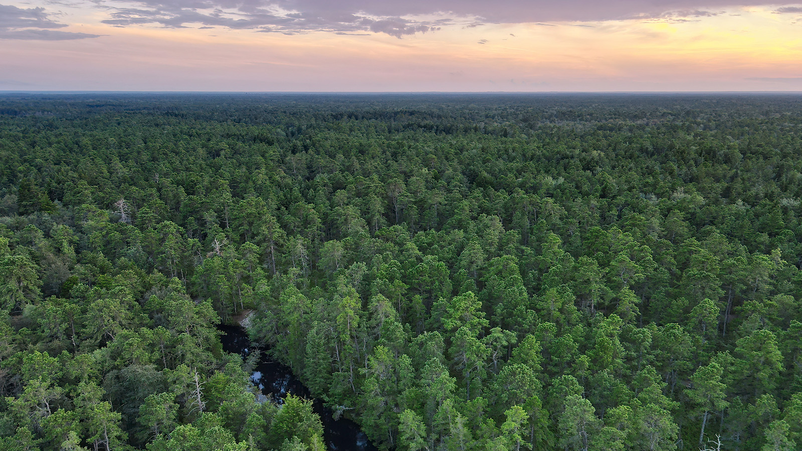Aerial Pine Barrens